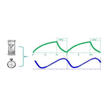 1_1_1_chronohealth_lighttherapy_2process_diagram_model_light_entrainment.png