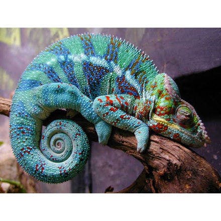 1_1_5_chronohealth_sleep_animal_chameleon.png