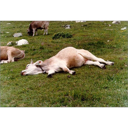 1_1_5_chronohealth_sleep_animal_cow.png