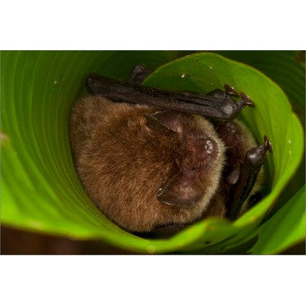 1_1_5_chronohealth_sleep_animal_diskwingedbat.png