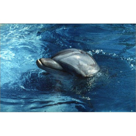 1_1_5_chronohealth_sleep_animal_dolphin.png