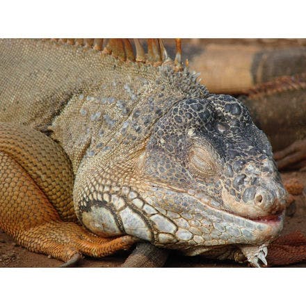 1_1_5_chronohealth_sleep_animal_iguana1.png