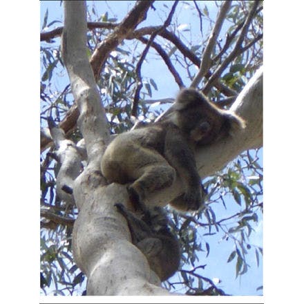 1_1_5_chronohealth_sleep_animal_koala.png