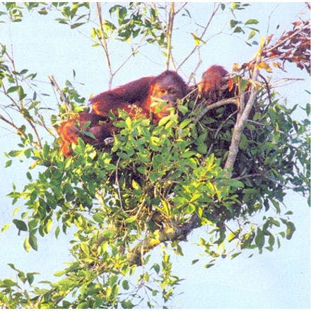 1_1_5_chronohealth_sleep_animal_orangutan.png