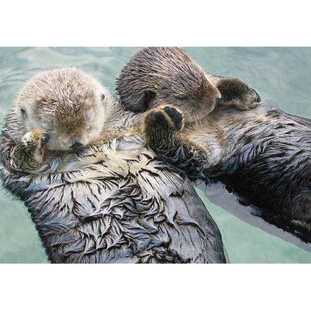 1_1_5_chronohealth_sleep_animal_otters.png