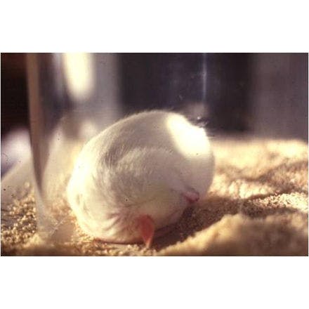 1_1_5_chronohealth_sleep_animal_rat.png