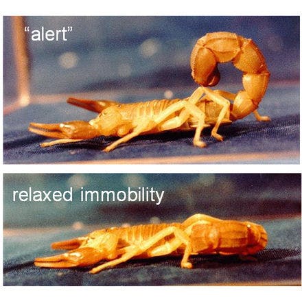 1_1_5_chronohealth_sleep_animal_scorpion.png