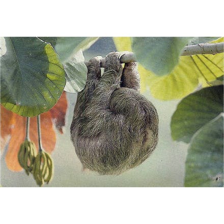 1_1_5_chronohealth_sleep_animal_sloth.png