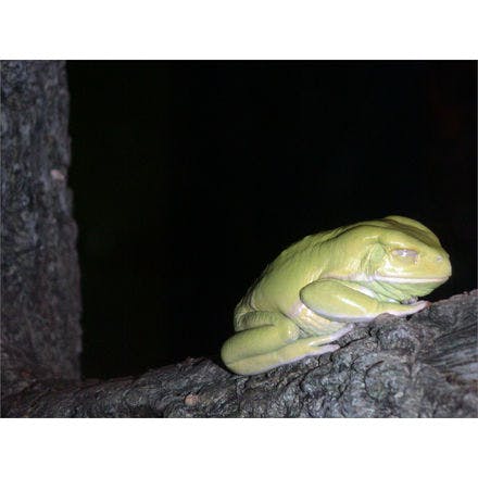 1_1_5_chronohealth_sleep_animal_treefrog.png