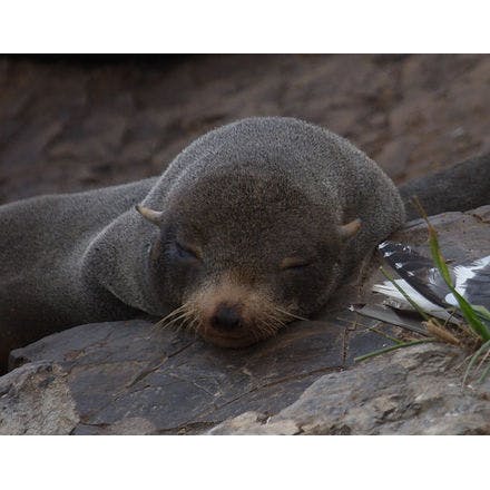 1_1_5_chronohealth_sleep_organism_furseal.png