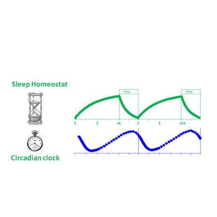 1_4_1_chronohealth_lighttherapy_sdmodel_clock_homeostat.png