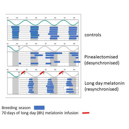 1_6_1_chronohealth_melatonin_30.png