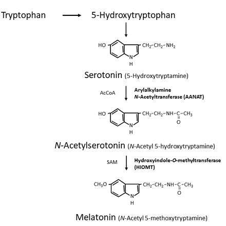 1_6_1_chronohealth_melatonin_4.png