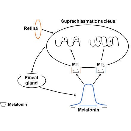 1_6_2_chronohealth_melatonin_2_51.png