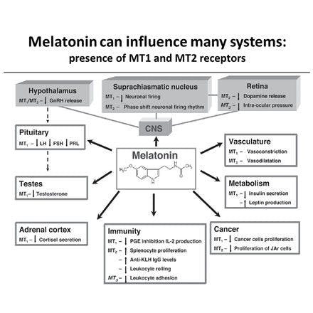 1_6_2_chronohealth_melatonin_2_62.png