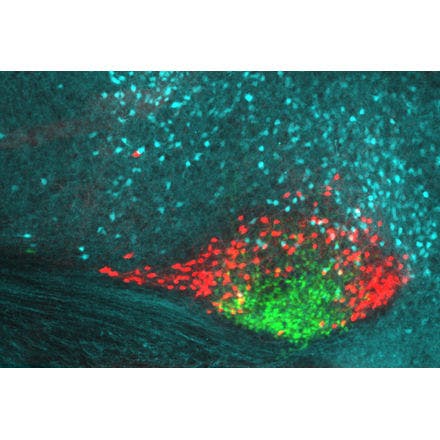 4_1_4_1_suprachiasmaticnucleusinmammals_3planes_sagittal 2.png