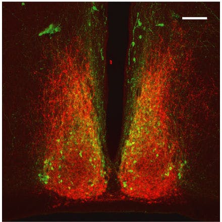 4_1_4_1_suprachiasmaticnucleusinmammals_avp_vip.png