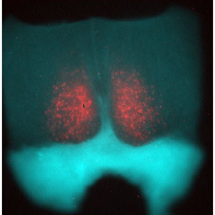 4_1_4_1_suprachiasmaticnucleusinmammals_beurden_131204overlay.png