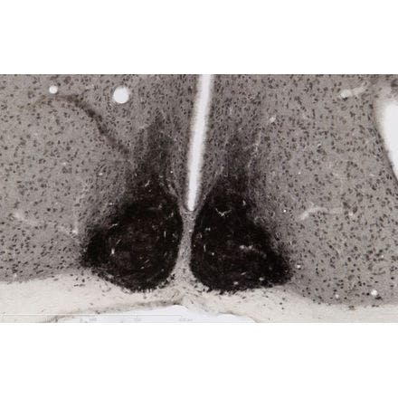 4_1_4_1_suprachiasmaticnucleusinmammals_c57_15000_scn_20x copy.png