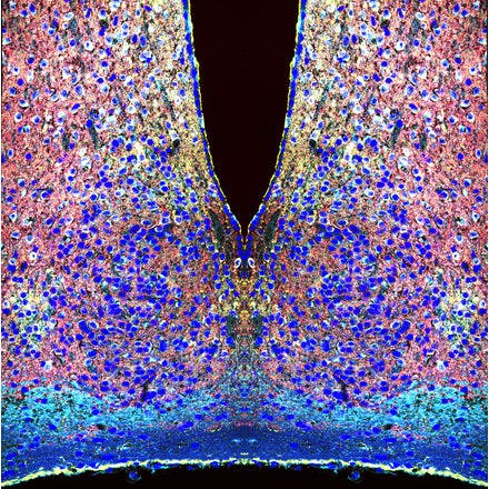 4_1_4_1_suprachiasmaticnucleusinmammals_scn_multicolor.png