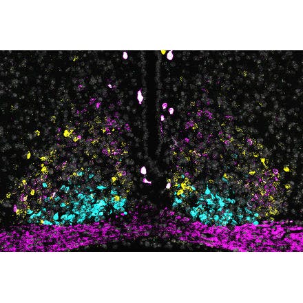 4_1_4_1_suprachiasmaticnucleusinmammals_scn_smfish_dym.png