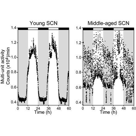 4_5_4_5_in vivo mua in scn_tjn.png