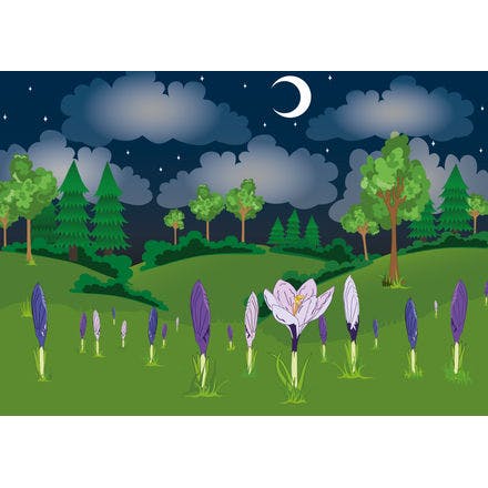 5_1_crocus nighttime.png