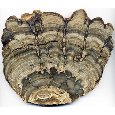 5_3_1_stromatolite_1.png