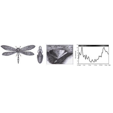 6_1_1_other clocks_lunar and semilunar rhythms_terrestrial lunar and semilunar rhythms_ antlion pit building.png