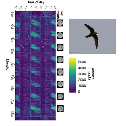 6_1_1_other clocks_lunar and semilunar rhythms_terrestrial lunar and semilunar rhythms_black swift nocturnal migration.png