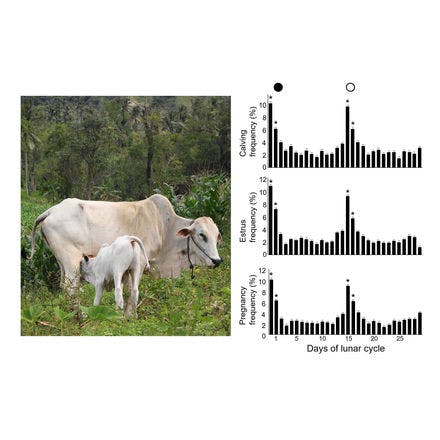 6_1_1_other clocks_lunar and semilunar rhythms_terrestrial lunar and semilunar rhythms_cattle fecundity.png