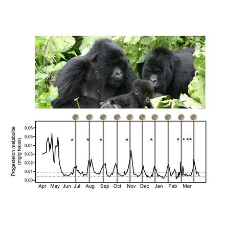 6_1_1_other clocks_lunar and semilunar rhythms_terrestrial lunar and semilunar rhythms_menstrual cycle gorilla.png