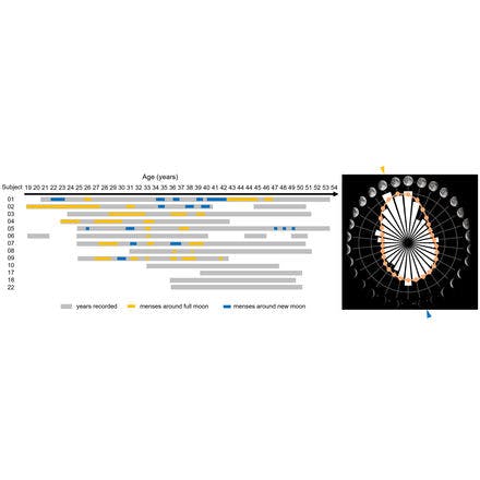 6_1_1_other clocks_lunar and semilunar rhythms_terrestrial lunar and semilunar rhythms_menstrual cycle human.png