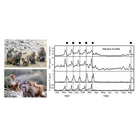 6_1_1_other clocks_lunar and semilunar rhythms_terrestrial lunar and semilunar rhythms_ovulation rhythms rhesus macaques.png