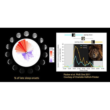 6_1_1_other clocks_lunar and semilunar rhythms_terrestrial lunar and semilunar rhythms_sleep and lion attacks.png