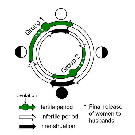 6_1_1_other clocks_lunar and semilunar rhythms_terrestrial lunar and semilunar rhythms_temne lunar calendar.png