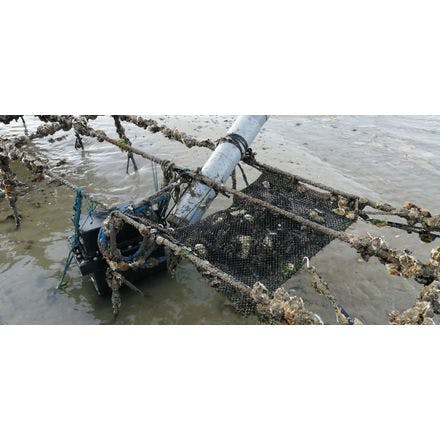 6_2_other clocks_tidal clocks_ tidal synchronisers_oysters in field conditions ready for natural entrainment.png