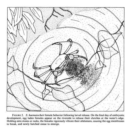 6_2_other clocks_tidal clocks_behaviour physiology and life events_red clawed crabs larvae1.png