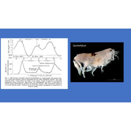 6_2_other clocks_tidal clocks_discovery of tidal clocks_early work on amphipod tidal rhythms.png