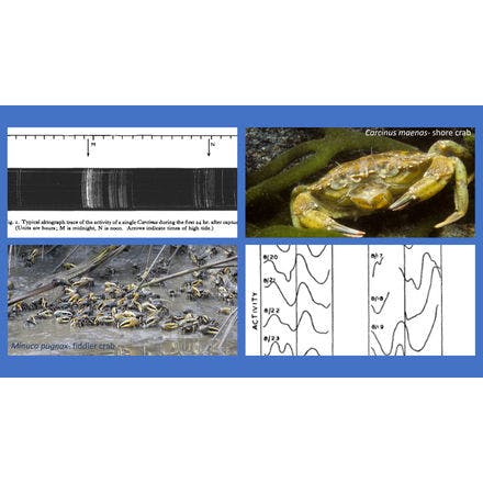 6_2_other clocks_tidal clocks_discovery of tidal clocks_early work on crab rhythms 2.png