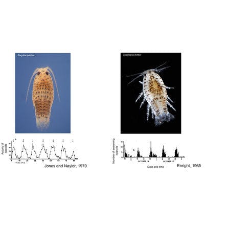 6_2_other clocks_tidal clocks_discovery of tidal clocks_isopods rule the waves_tidal rhythms research in the early days.png