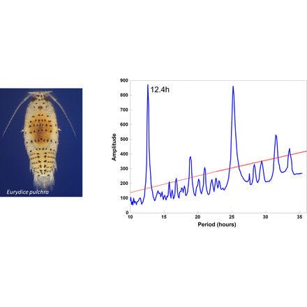 6_2_other clocks_tidal clocks_studying tidal clocks_eurydice periodograms.png