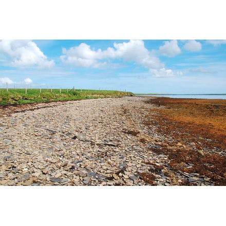 6_2_other clocks_tidal clocks_the intertidal environment_cobble beach with dried seaweed at lw.png