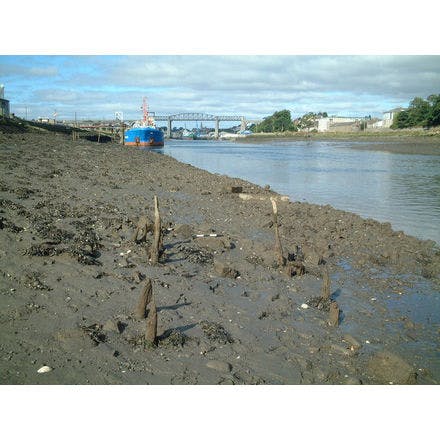 6_2_other clocks_tidal clocks_the intertidal environment_estuary at low tide.png