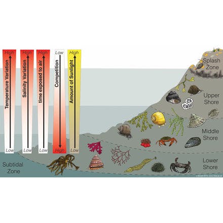 6_2_other clocks_tidal clocks_the intertidal environment_rocky shore cartoon.png