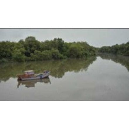 6_2_other clocks_tidal clocks_the intertidal environment_timelapse video of tides in a mangrove swamp .png