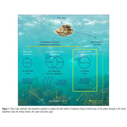 6_2_other clocks_tidal clocks_what is a tidal clock_tran model diagram.png