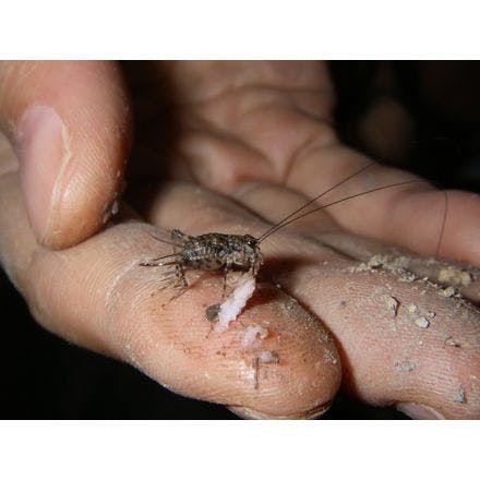 6_2_other clocks_tidal rhythms_mangrove cricket on hand.png