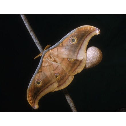 4_1_4_1_insects_antheraea pernyi.png