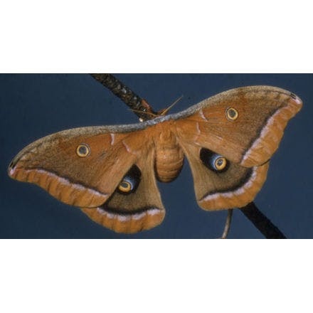 4_1_4_1_insects_antheraea polyphemus.png